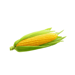 Pflanzen