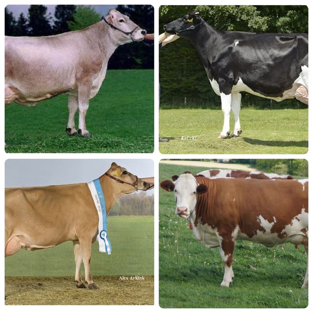 Alles über Rinder: Spannende Fakten rund um Kühe und Kälber auf dem ...