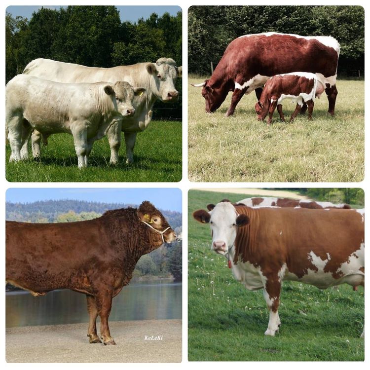 Alles über Rinder: Spannende Fakten rund um Kühe und Kälber auf dem ...