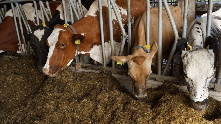 Alles über Rinder: Spannende Fakten rund um Kühe und Kälber auf dem ...
