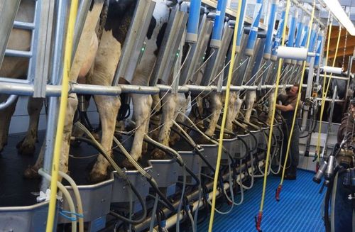 Alles über Rinder: Spannende Fakten rund um Kühe und Kälber auf dem ...