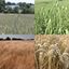 Anbautipps Getreide