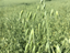 Anbautipps Hafer