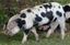 Buntes Bentheimer Schwein