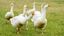 Gans