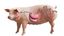 Skizze der  Verdauungsorgane eines Schweins